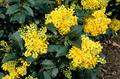 Oregon grape
